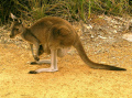 kangurek z baby