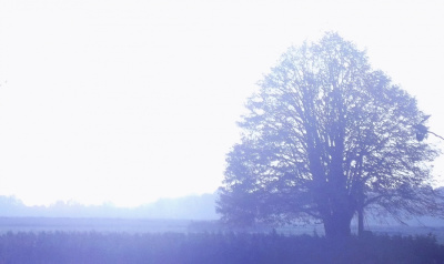 blue tree
