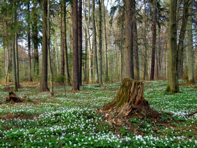wiosennie