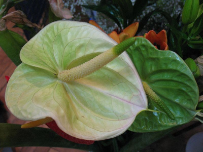 zabawa w chowanego