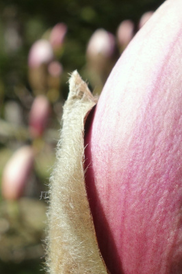 magnolie
