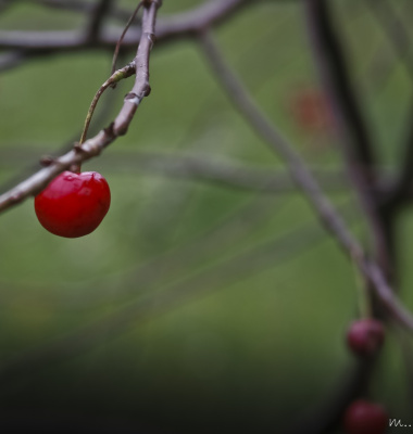 cherry cherry lady