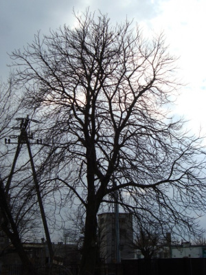 Gałęzie