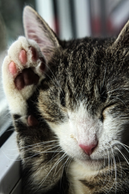 Filemon