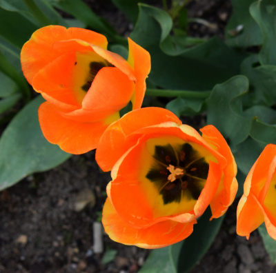 tulipy
