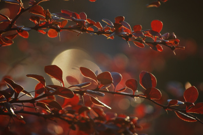 autumn