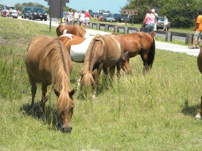 Assateague Ponies