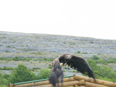 orzel w locie  // the eagles` flight