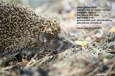 Jurek