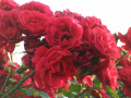 Czerwone róże  działkowe, ogródkowe - fotografia numer Pięć.