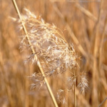 Reed in the wind