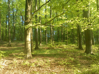 Bukowina