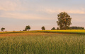 do tych pól malowanych zbożem rozmaitem