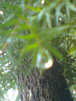 Dew DRop....