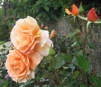 A Jersey Rose