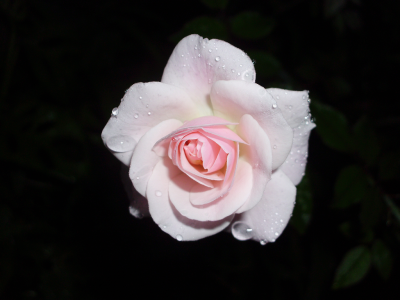 Rose wallpaper