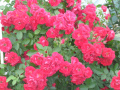 Czerwone róże  działkowe, ogródkowe - fot.. nr. dwadzieścia  sześć...