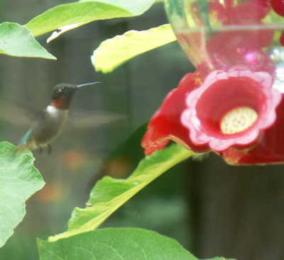 Hummingbird in Flight