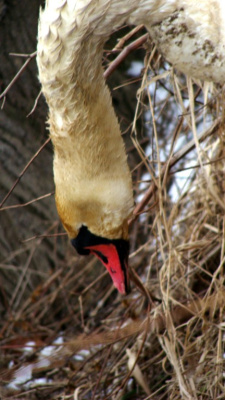 łabędź