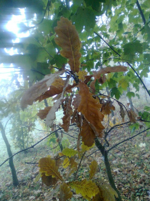liście