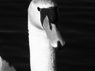 portret