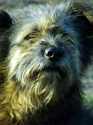 Maksu