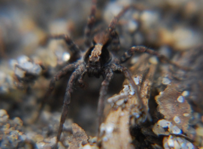he itsy-bitsy spider went up the waterspout...