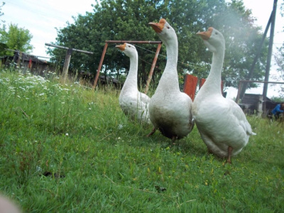 3 Kumpla