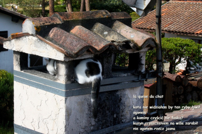 la queue du chat