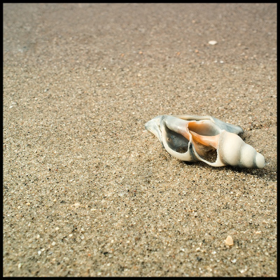 shell