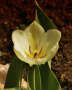 Tulipan botaniczny