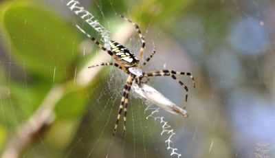 The Spider's Busy