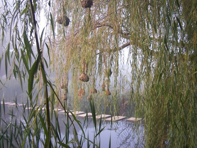 Steps across the lake