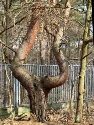 wyginam śmiało ciało
