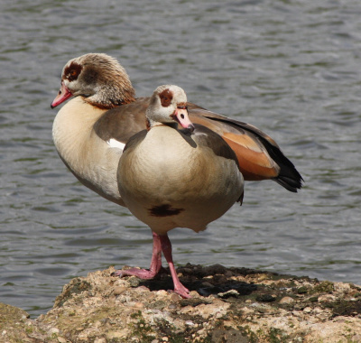 Wildlife