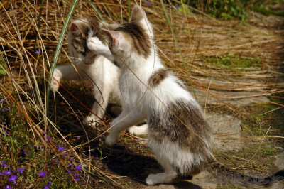 totki