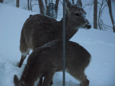 Feeding Time