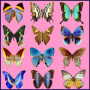 A Butterfly Collection