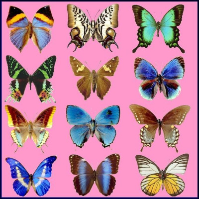 A Butterfly Collection