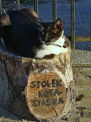 Stołek kota Staśka