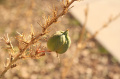 Desert Bud