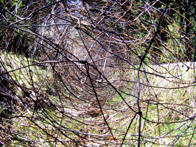 Zagmatwana polana