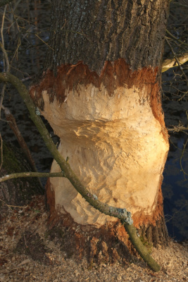 Trochę skonsumowane