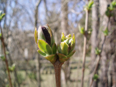 Spring