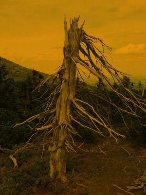 Old Tree