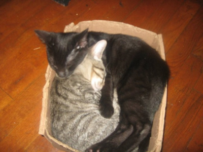 pet cats