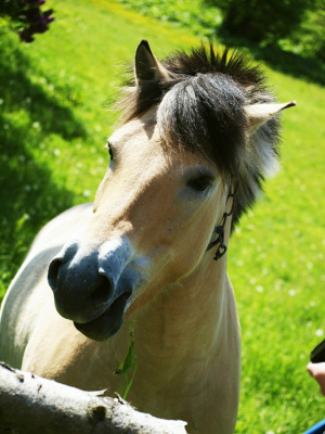 Fauna