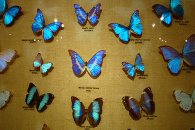 motyle