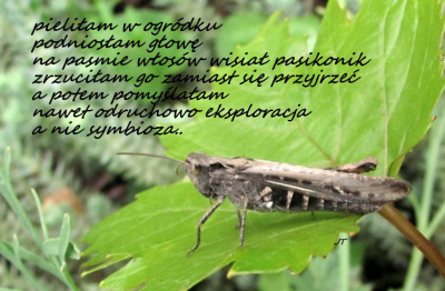 niby eko..
