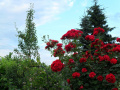 Czerwone róże  działkowe, ogródkowe - fotografia num. jeden.